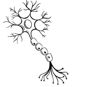 Puede incluir: Ilustración en blanco y negro de una neurona, una célula nerviosa. El cuerpo celular es redondo con un óvalo central, rodeado de dendritas ramificadas. Una cadena de células cuadradas se extiende hacia estructuras en forma de raíz.