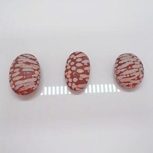 Fossil Coral Stone Palm Stones - Ancient Healing, Grounding, Emotional Balance, Spiritual Growth