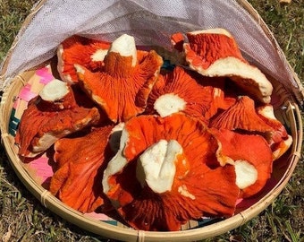 Premium Dehydrated Lobster Mushrooms hand picked from the High Mountains of Northern Arizona