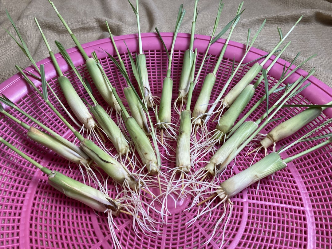 18 Premium Lemon Grass Live Plant Stalks Fresh Lemongrass Plants for