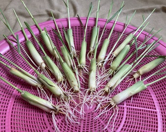 18 Premium Lemon grass live Plant Stalks | Fresh Lemongrass Plants for Sale | Ideal Citronella Plants For Outside