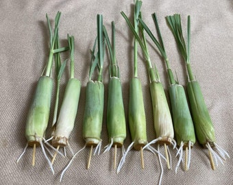 8 Fresh Lemongrass Stalks Rooted | Easy and Fast Growing Lemon Grass Live Plant