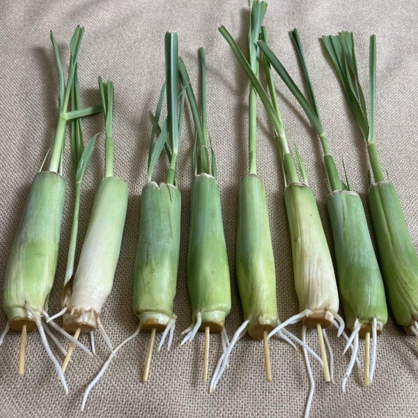 8 Fresh Lemongrass Stalks Rooted | Easy and Fast Growing Lemon Grass Live Plant