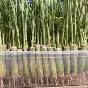 May include: A clear plastic container filled with a large number of green grass plants with roots. The plants are arranged in rows and are all about the same size.