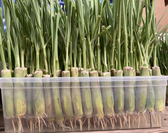 8 Fresh Lemongrass Stalks Rooted | Easy and Fast Growing Lemon Grass Live Plant