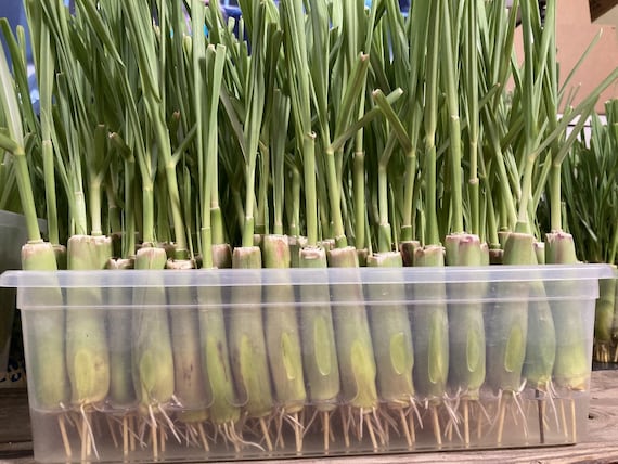 8 Fresh Lemongrass Stalks Rooted | Easy and Fast Growing Lemon Grass Live Plant