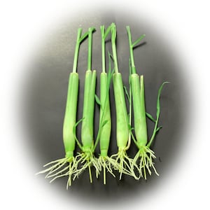 5 Lemongrass Plants 12 Inches Long, Rooted & Ready to Plant, Fast Growing Organic Lemon Grass Live Plants, Natural Mosquito Repellent.