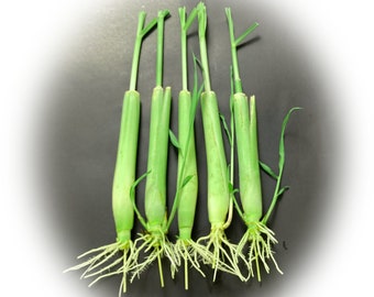 5 Lemongrass Plants 12 Inches Long, Rooted & Ready to Plant, Fast Growing Organic Lemon Grass Live Plants, Natural Mosquito Repellent.