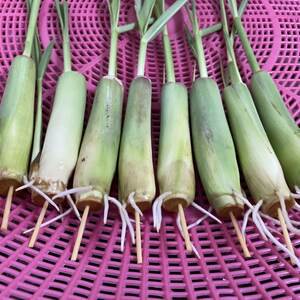 8 Fresh Lemongrass Stalks Rooted Easy and Fast Growing Lemon Grass Live Plant image 3