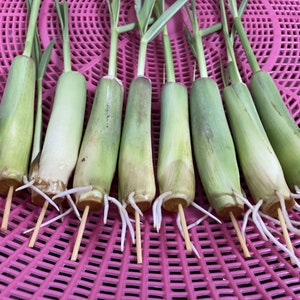 Pu&ograve; includere: Nove steli di citronella con radici, disposte su un vassoio di plastica rosa. La citronella &egrave; fissata con spiedini di legno.