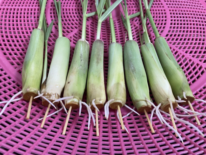 Pu&ograve; includere: Nove steli di citronella con radici, disposte su un vassoio di plastica rosa. La citronella &egrave; fissata con spiedini di legno.