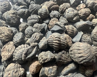 May include: A collection of fossilized trilobites, a type of extinct marine arthropod. The trilobites are various shades of gray and brown, and some have intricate details visible.