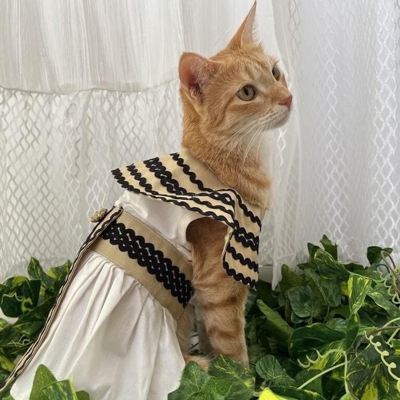 May include: An orange tabby cat wearing a white dress with a beige and black striped collar and trim. The dress has a decorative button and a flowing skirt. The cat is posed in front of a white curtain and green foliage.