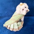 Customized color Saree for pets | Mehendi Green, red, navy blue saari Lehenga Choli cats and dogs | Traditional/ethnic pet dress product logo