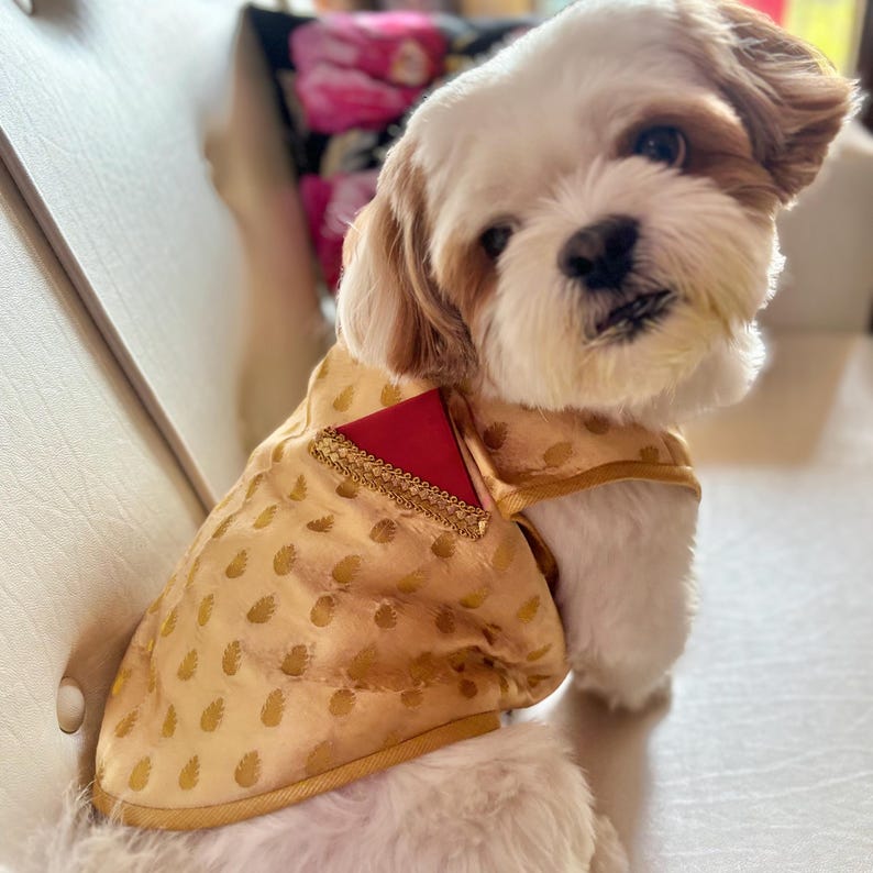 May include: A small white dog wearing a gold and red patterned vest with a red trim. The vest has a gold embroidered design.