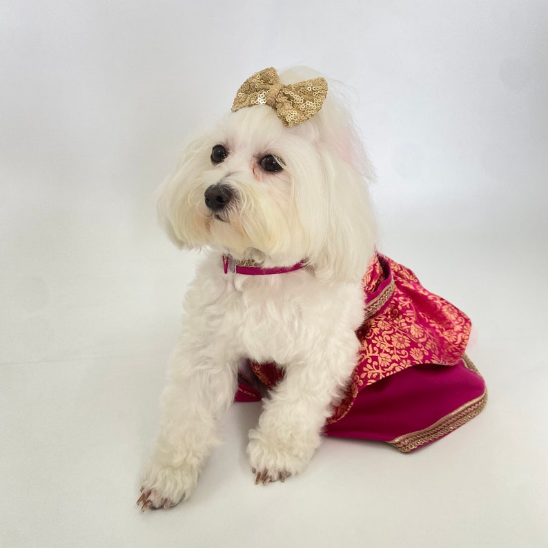 May include: A small white dog wearing a gold sequined bow, a magenta collar, and a magenta and gold patterned dress. The dog is sitting and looking forward against a white background.