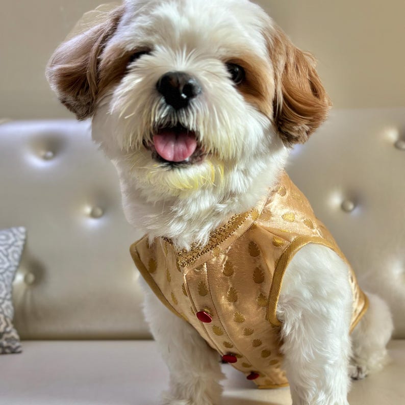 May include: A small white dog with brown ears wearing a gold vest with a patterned design. The dog is sitting on a white couch with a pillow behind it.