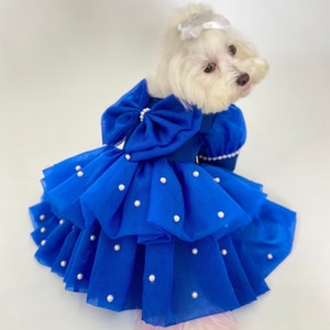 May include: A white dog wearing a blue tulle dress with a large bow and pearl embellishments.