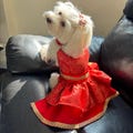 Red Lehenga Choli for Dogs and Cats - Ethnic Pet Costume product logo