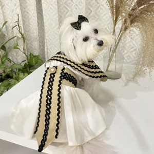 May include: A small white dog wearing a white dress with gold and black trim and a black bow. The dress has a ruffled collar and a decorative gold sash. A small, round jewel accents the dress.