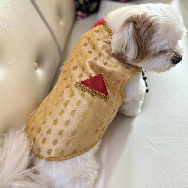 May include: A small white dog wearing a gold vest with a red pocket square. The vest has a paisley pattern and gold trim.
