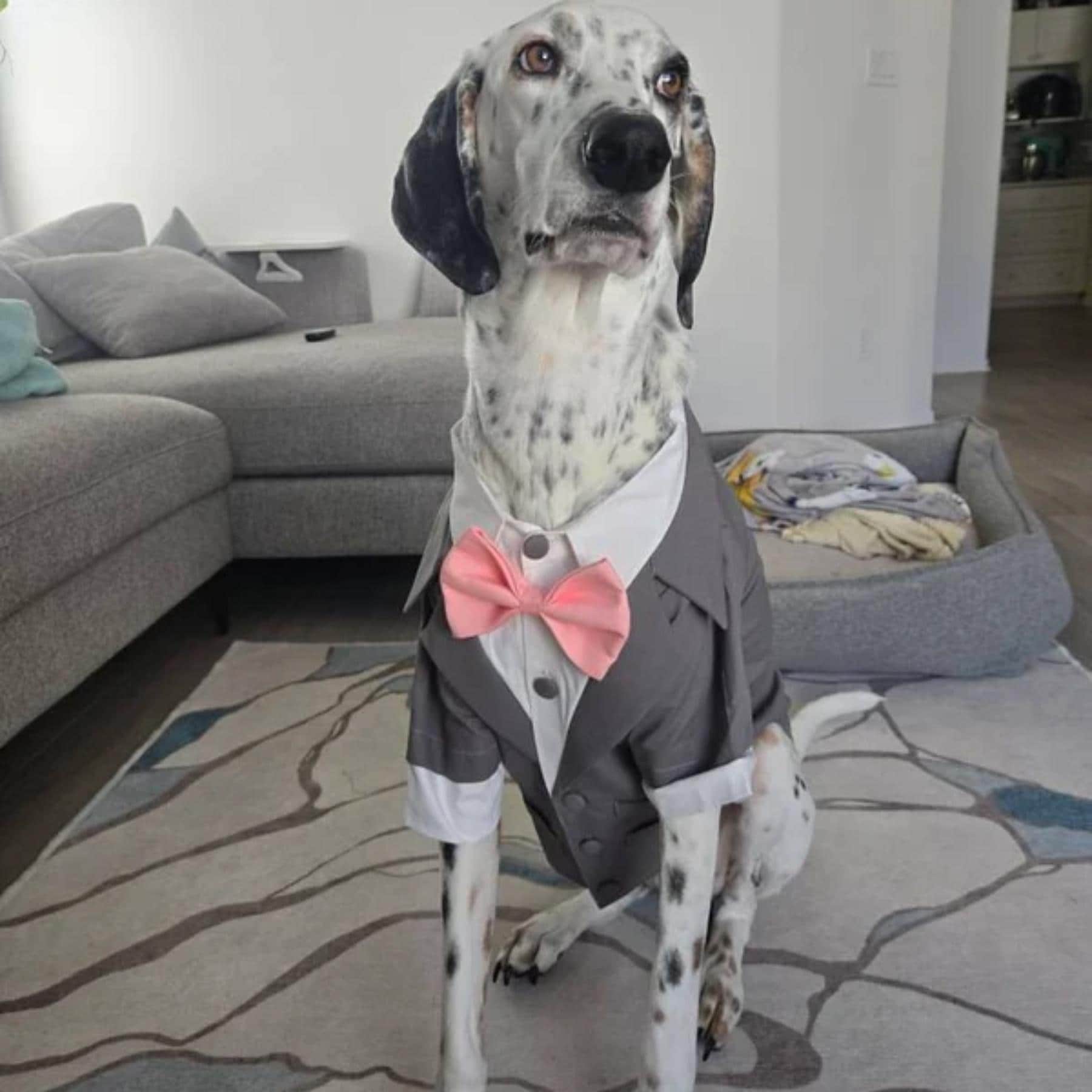 Dapper dog Wedding Attire, Customizable Color Tuxedo for Dogs and Cats, Navy/Grey/ Red/Oatmeal dog tuxedo with bowtie and pocket square,