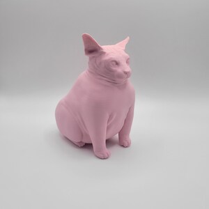 Fat 2024 sphynx cat