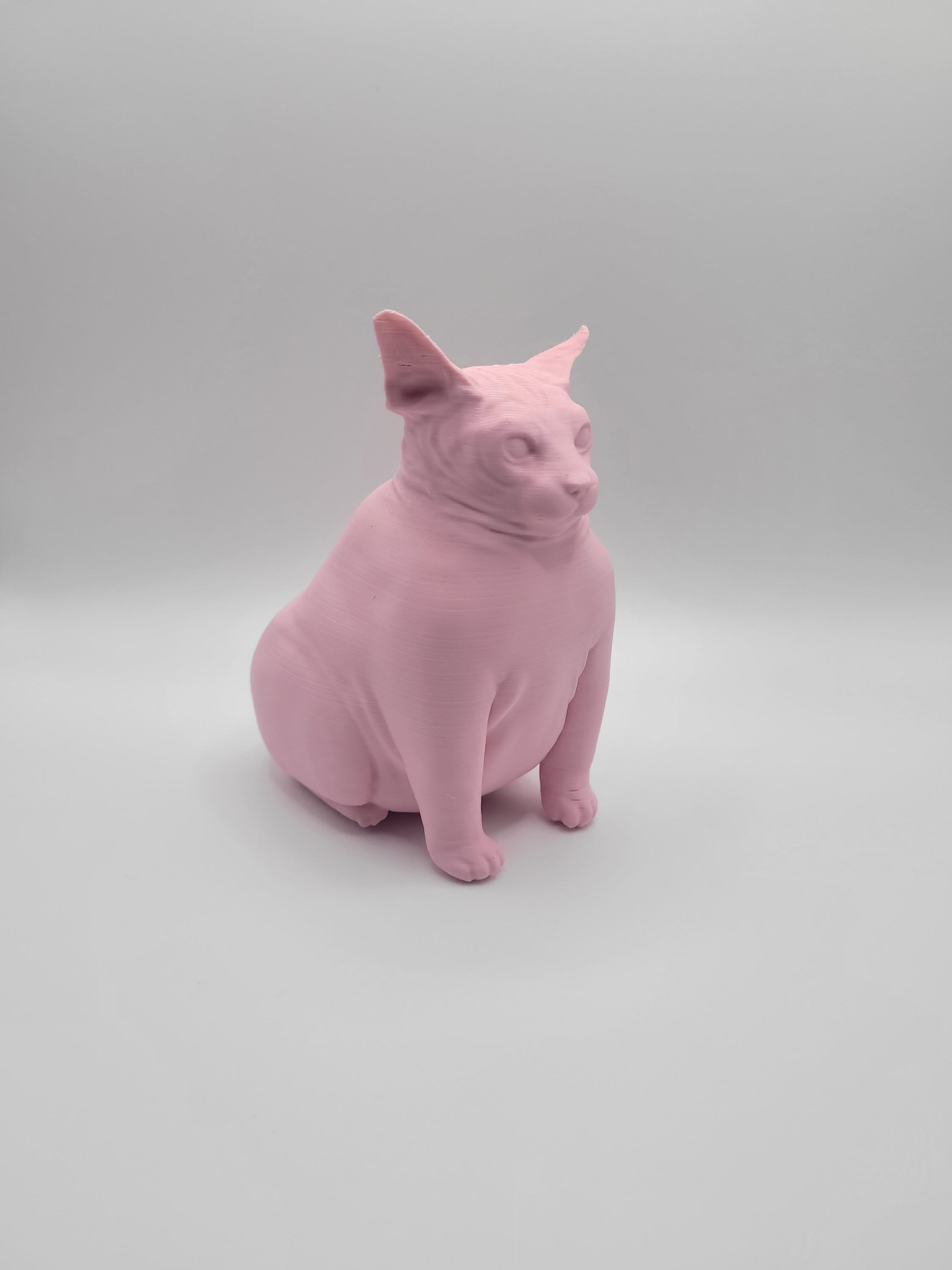 Hairless Fat Cat 