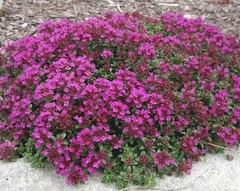 Red Creeping Thyme - Live Starter Plant