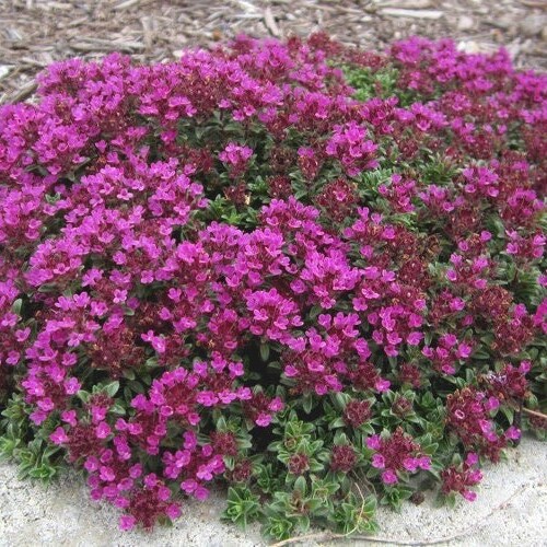 Red Creeping Thyme Live Starter Plant Etsy