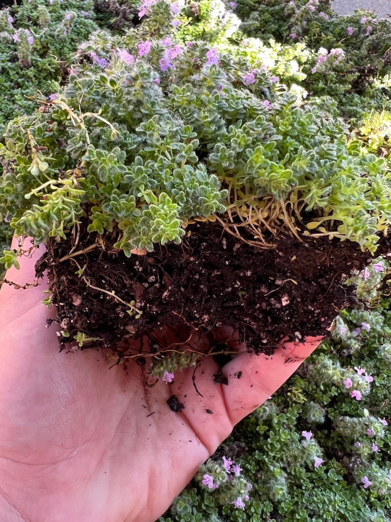 Creeping Elfin Thyme Live Starter Plant Etsy