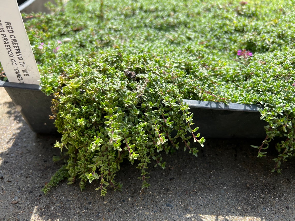 Red Creeping Thyme Live Starter Plant Etsy