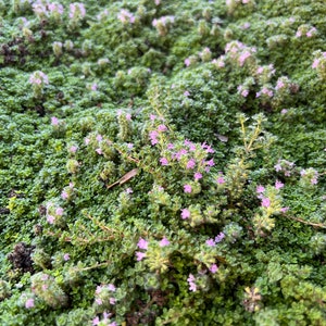 Creeping Elfin Thyme - Live Starter Plant