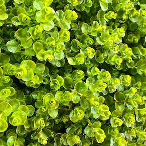 Creeping Jenny - Live Starter Plant