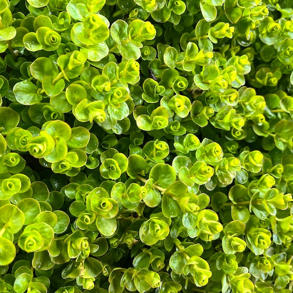 Creeping Jenny Plant Etsy