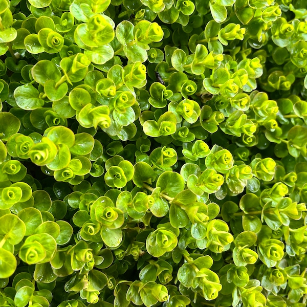 Creeping Jenny - Live Starter Plant