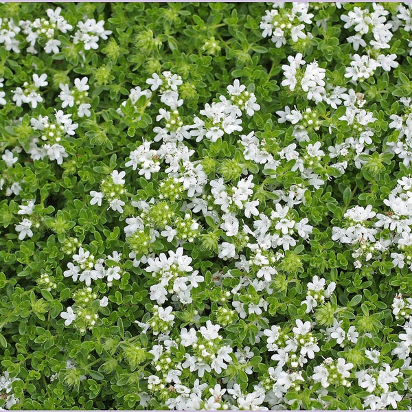 Creeping Thyme Plugs Etsy