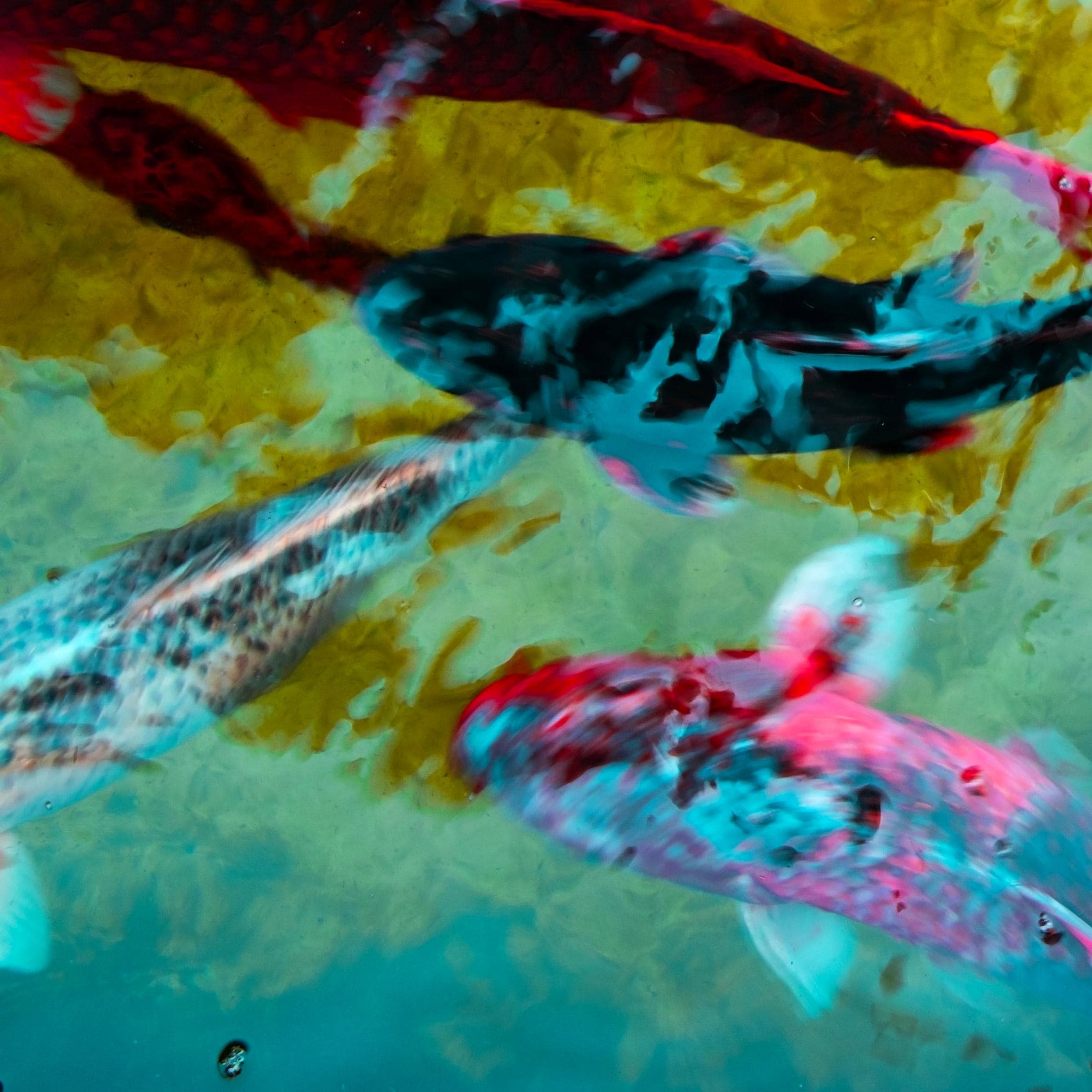 Koi Fish Abstract Poster, Modern Colorful Printable Wall Art, Japanese ...