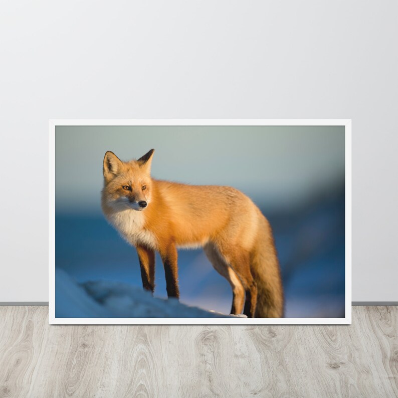 Wild Red Fox Frame Poster Wall Art. Animals Art Print. Wild Animals