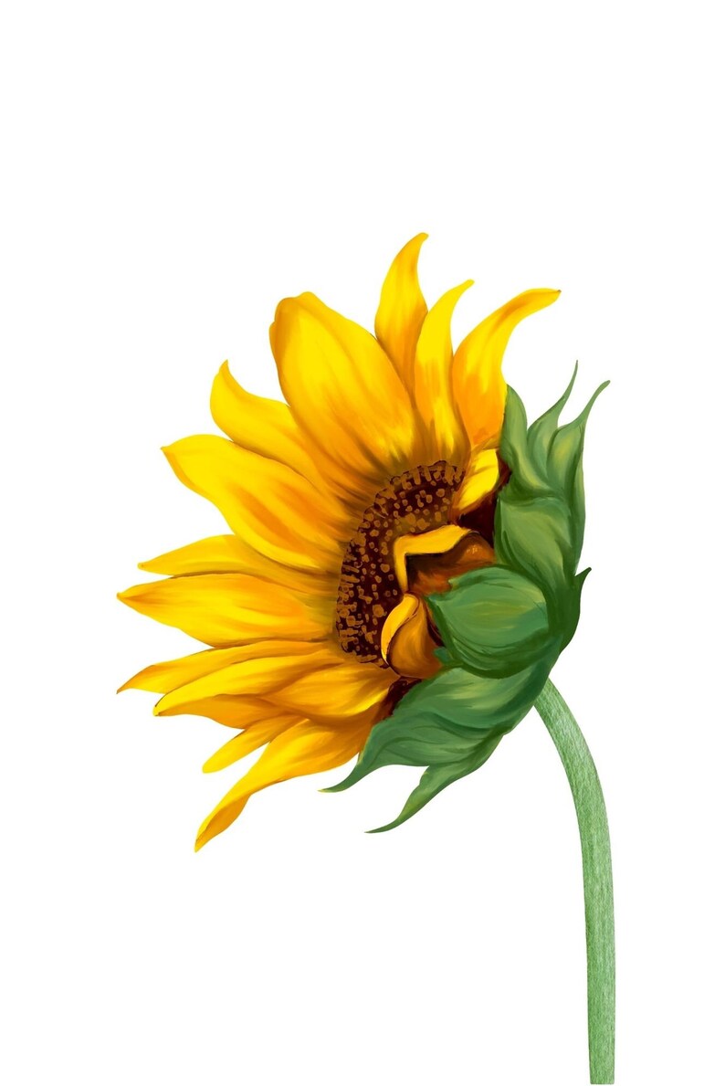 Printable Sunflower Wall Art Set of 3 Botanical Flower Set Etsy