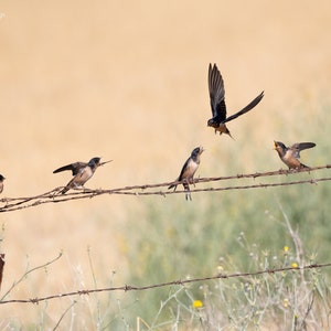 Swallow Bird Print, Original Photography, Digital Only, Home Decor, Bird Photography, Hungry Young Barn Swallows