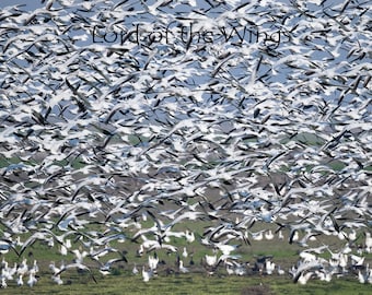 Bird Photography, Snow Geese In Flight, Nature Print, Original Photo, Digital Only, Goose, Flock of Birds Print