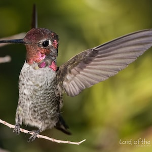 Puede incluir: Un pequeño colibrí gris con la garganta rosa y un pico largo y delgado se posa en una rama con las alas extendidas.