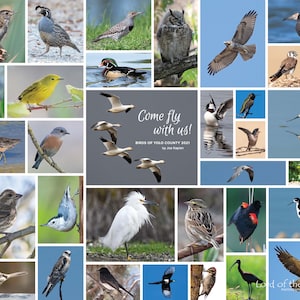Birds Of Yolo County, California, Bird Poster, Bird Print, Bird Photo, Original Photos, Digital File, Wall Poster, Nature