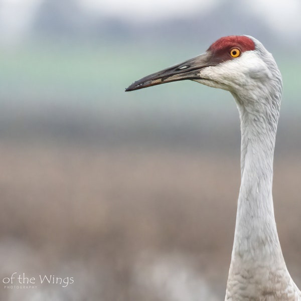 Sandhill Crane Etsy Sandhill Crane Etsy