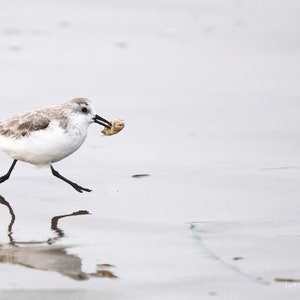 Shorebird Print, Bird Photography, Beach Bird, Original Photo, Beach decor, Sanderling, Surf, AirBNB, Sand crab, Moss Landing St. Beach
