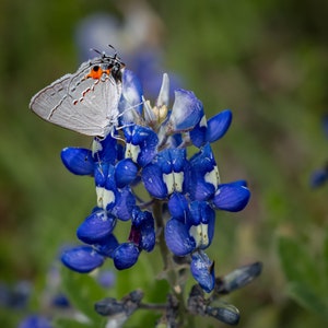 Stampa di farfalle bianche di Texas Bluebonnets, fotografia floreale di fiori selvatici primaverili, arte murale naturalistica su carta, tela, acrilico, stampe su pannello metallico