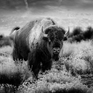 Stampa di bufalo bisonte americano, Antelope Island Utah B&W Wildlife Wall Art, stampe artistiche fotografiche su tela, acrilico, metallo, regalo per la casa e l'ufficio
