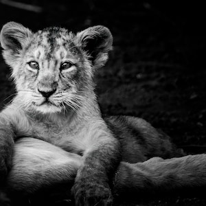 Stampa fotografica in bianco e nero di un cucciolo di leone, Gir National Forest India Photography Wall Art, ritratto di animali selvatici su tela, decorazione da parete in metallo, acrilico e carta