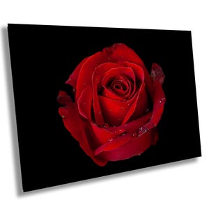 Red Rose Fine Art Print, Romantic Thailand Flower Market Floral Wall Art, Elegant Black Background Nature Photo Print for Home, Office Decor